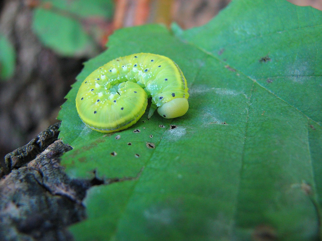 Larve: Cimbex femoratus, Eriocampa ovata, Lasiocampidae